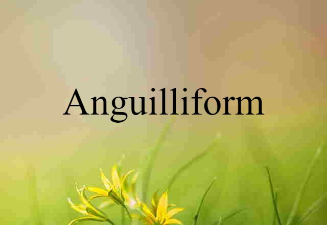 Anguilliform (noun) Definition, Meaning & Examples