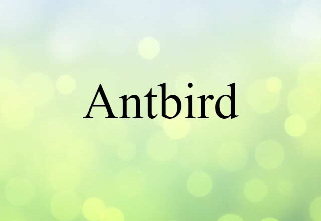 antbird