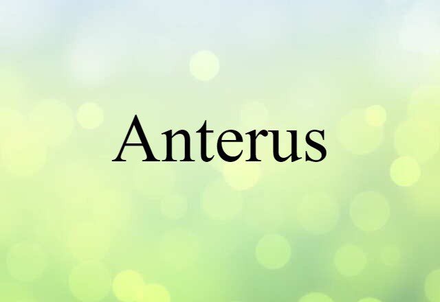 Anterus (noun) Definition, Meaning & Examples