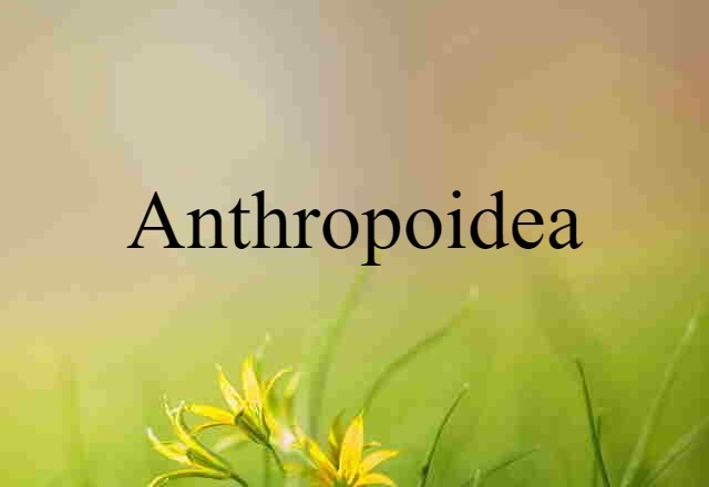 Anthropoidea