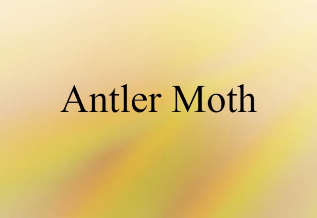 antler moth