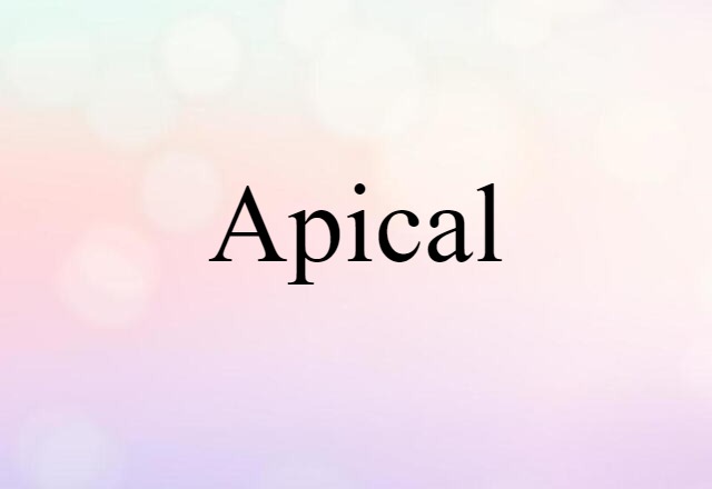 Apical (noun) Definition, Meaning & Examples