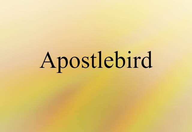 apostlebird