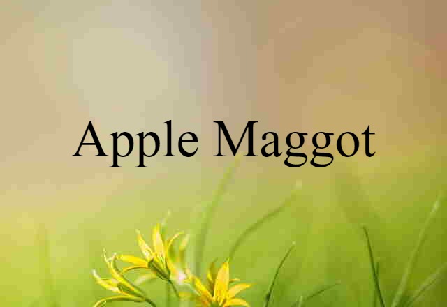 apple maggot