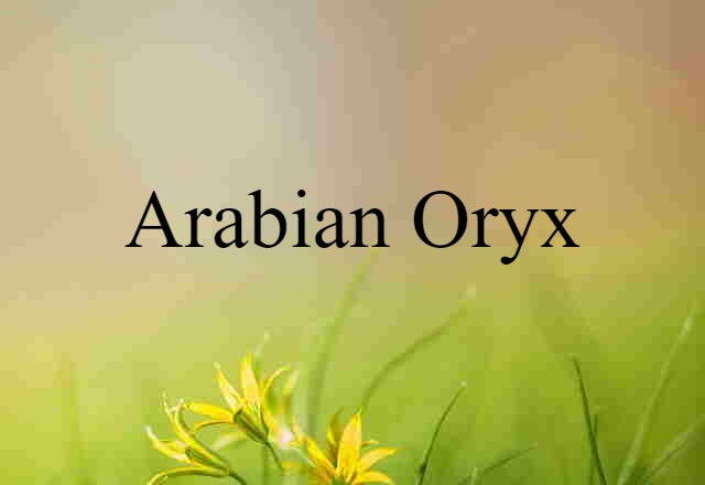 Arabian Oryx (noun) Definition, Meaning & Examples