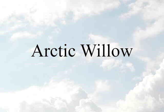 Arctic Willow (noun) Definition, Meaning & Examples