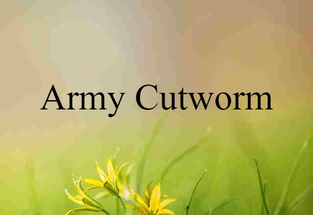 Army Cutworm (noun) Definition, Meaning & Examples