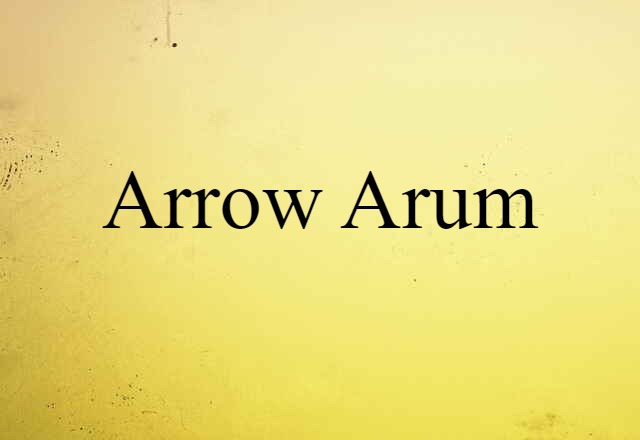 Arrow Arum (noun) Definition, Meaning & Examples