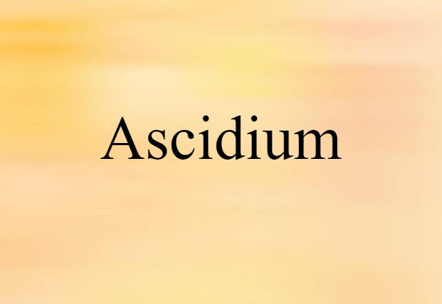 ascidium