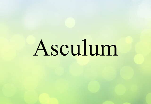 Asculum (noun) Definition, Meaning & Examples