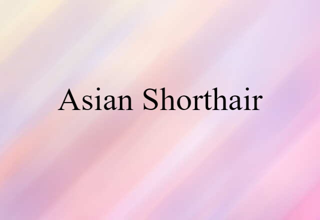 Asian shorthair