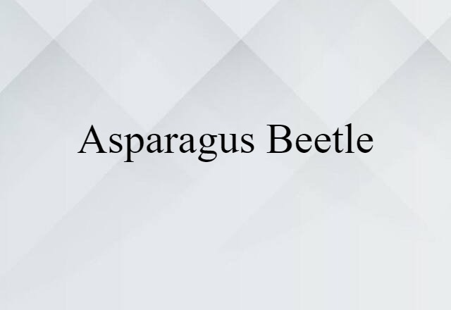 asparagus beetle