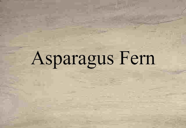 Asparagus Fern (noun) Definition, Meaning & Examples