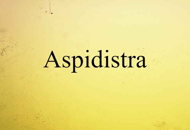 aspidistra