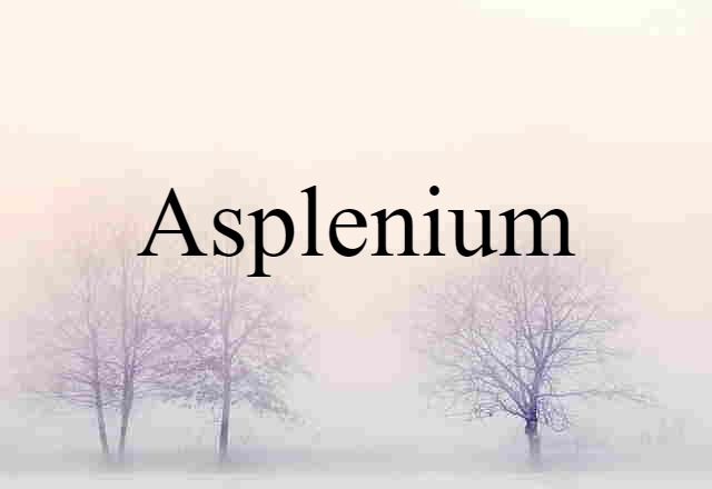 Asplenium (noun) Definition, Meaning & Examples