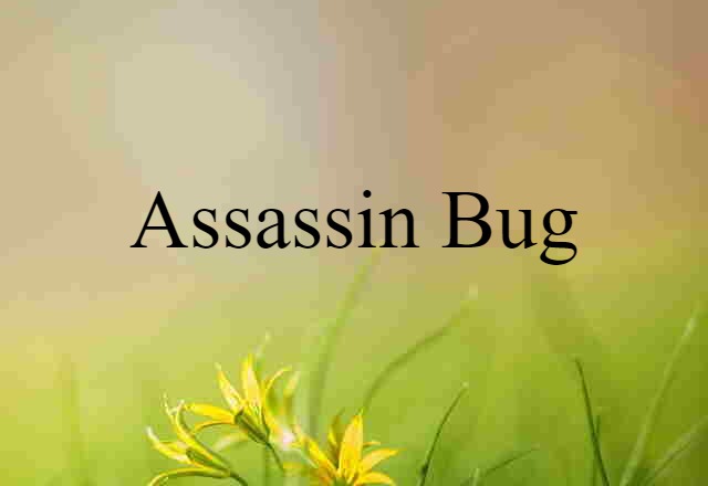 assassin bug