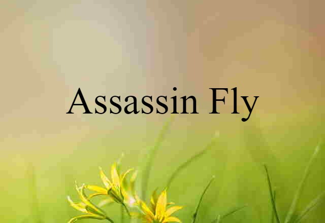 assassin fly