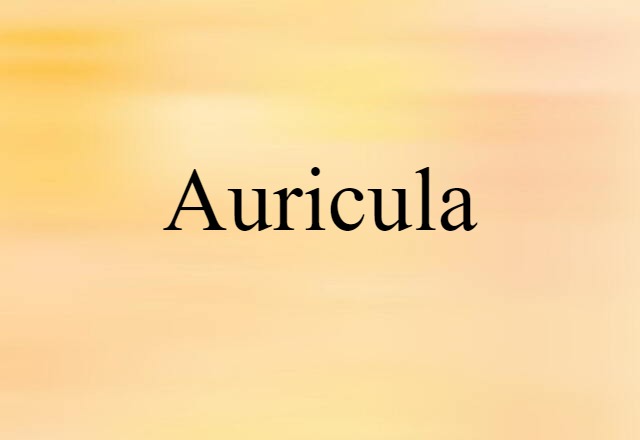 auricula