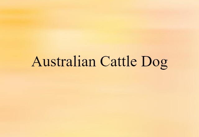 Australian cattle dog