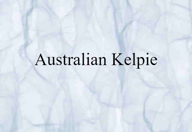 Australian kelpie