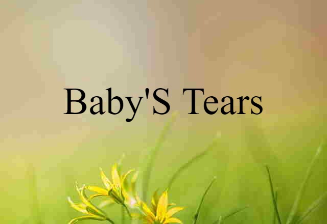 Baby's-tears (noun) Definition, Meaning & Examples