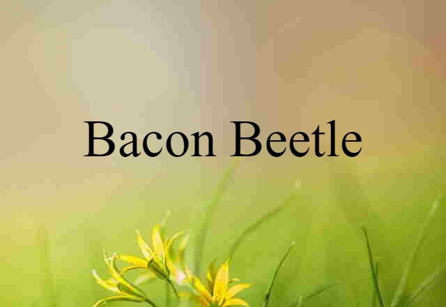 bacon beetle