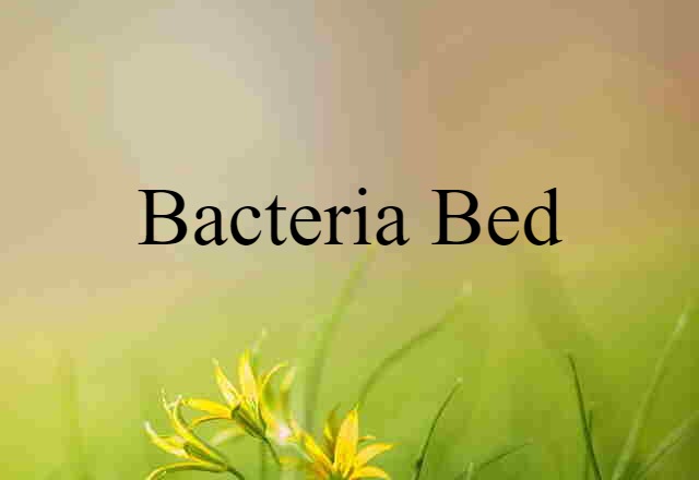 bacteria bed