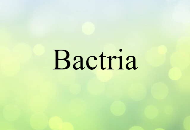 Bactria (noun) Definition, Meaning & Examples