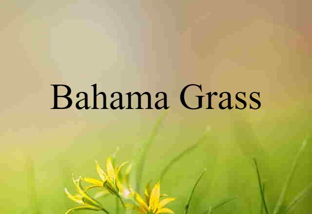 Bahama Grass (noun) Definition, Meaning & Examples