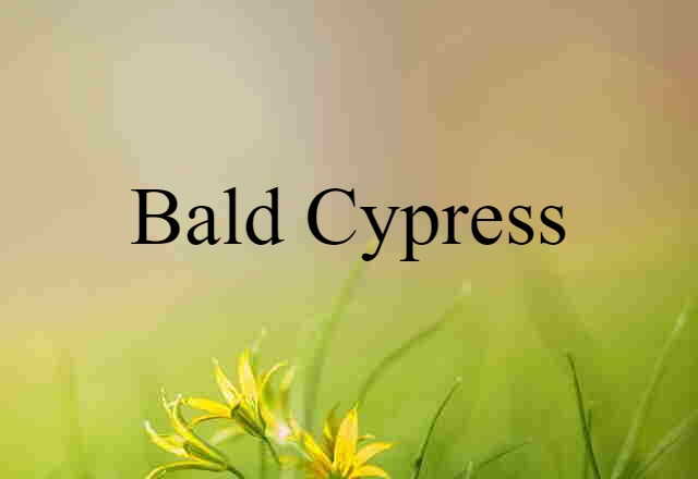 bald cypress