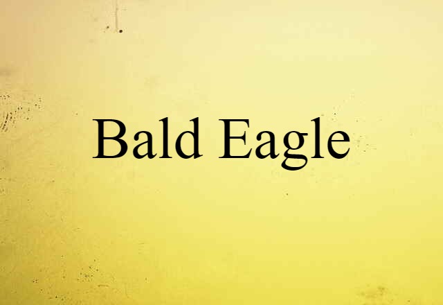 Bald Eagle (noun) Definition, Meaning & Examples