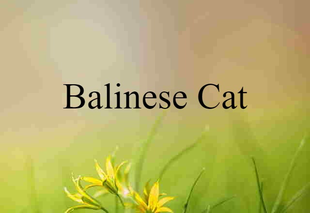 Balinese Cat (noun) Definition, Meaning & Examples