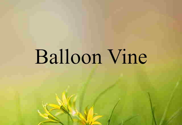 Balloon Vine (noun) Definition, Meaning & Examples