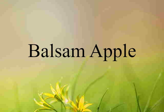 Balsam Apple (noun) Definition, Meaning & Examples