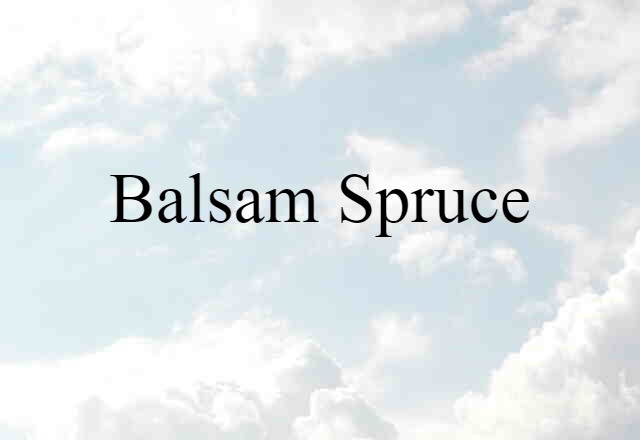 Balsam Spruce (noun) Definition, Meaning & Examples