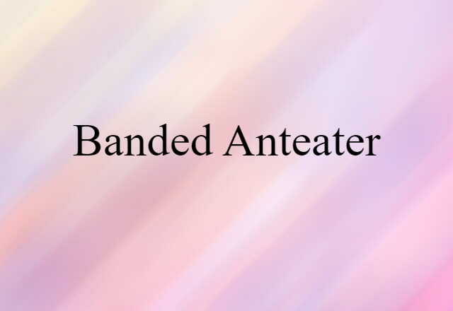 Banded Anteater (noun) Definition, Meaning & Examples