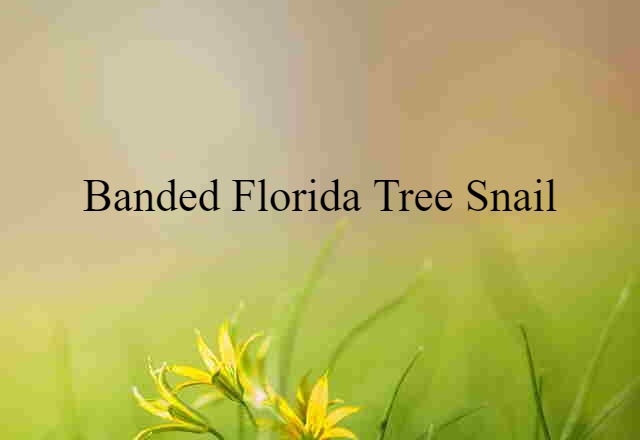 banded Florida tree snail