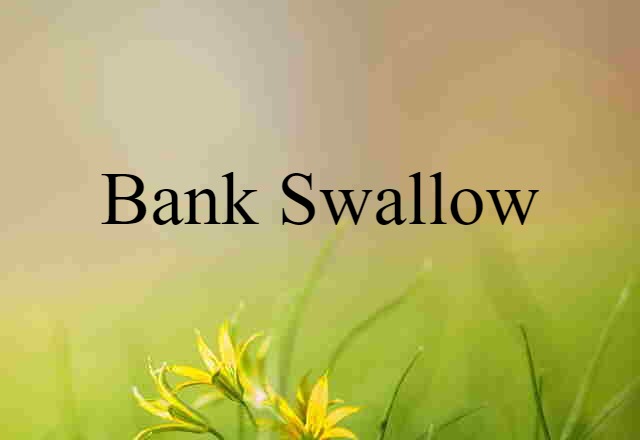 Bank Swallow (noun) Definition, Meaning & Examples