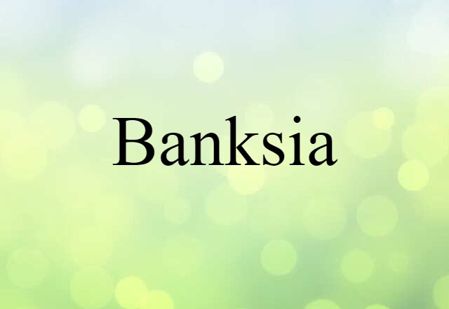 Banksia (noun) Definition, Meaning & Examples