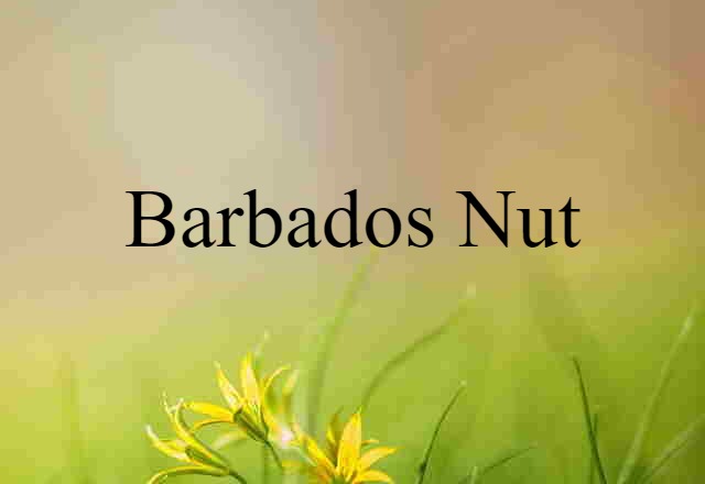 Barbados nut