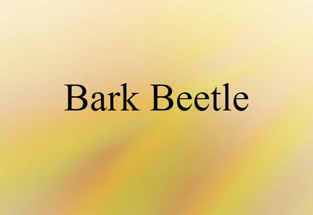 bark beetle