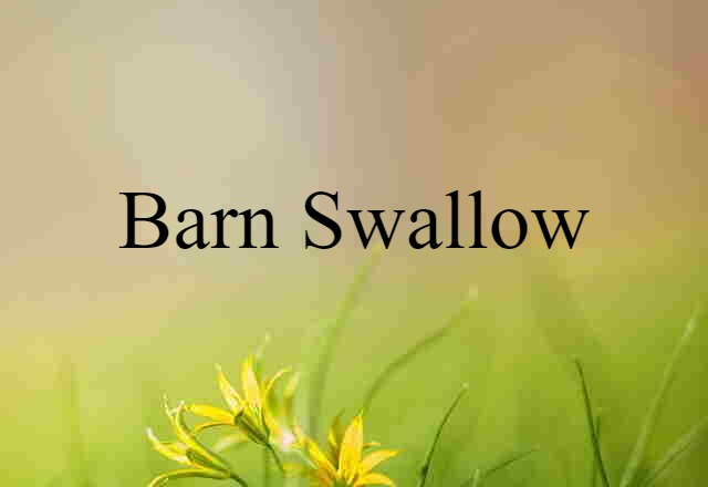 Barn Swallow (noun) Definition, Meaning & Examples