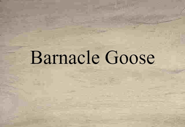 barnacle goose