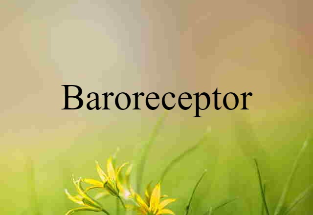 Baroreceptor (noun) Definition, Meaning & Examples