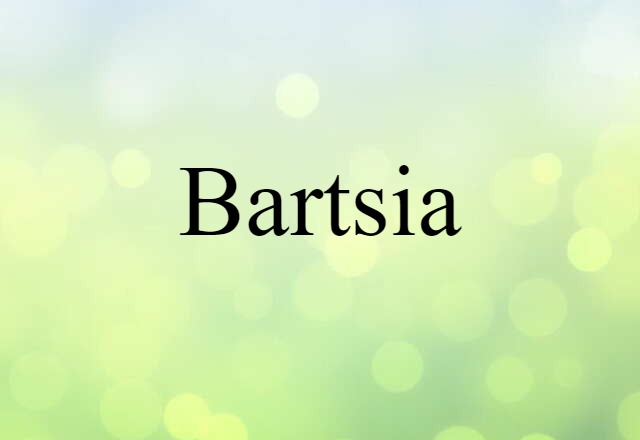 bartsia