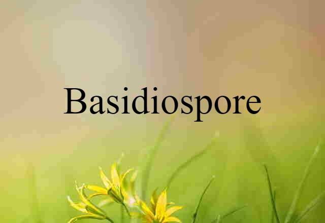 basidiospore