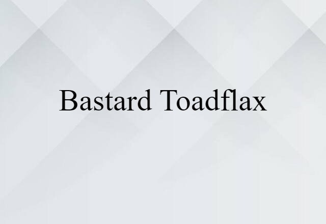 Bastard Toadflax (noun) Definition, Meaning & Examples