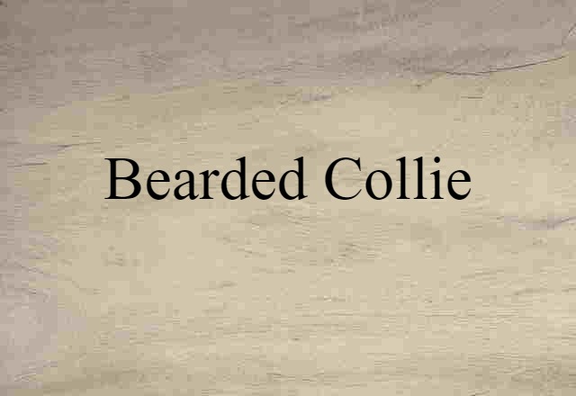 bearded collie