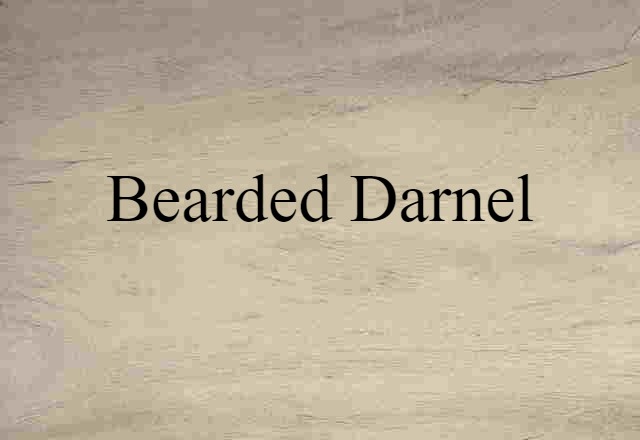 bearded darnel