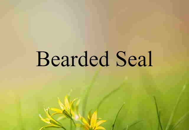 Bearded Seal (noun) Definition, Meaning & Examples